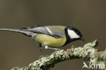 Koolmees (Parus major)