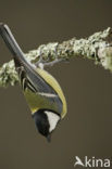 Koolmees (Parus major)