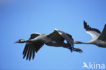 Kraanvogel (Grus grus)