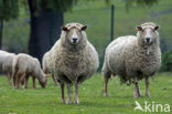 Lakens schaap (Ovis domesticus)