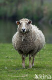 Lakens schaap (Ovis domesticus)