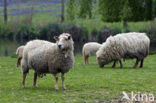 Lakens schaap (Ovis domesticus)