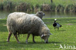 Lakens schaap (Ovis domesticus)