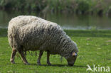 Lakens schaap (Ovis domesticus)