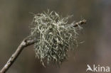 Melig takmos (Ramalina farinacea)