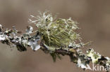 Melig takmos (Ramalina farinacea)