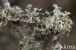 Melig takmos (Ramalina farinacea)