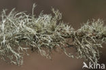 Melig takmos (Ramalina farinacea)