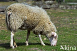 Melkschaap (Ovis domesticus)