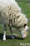 Melkschaap (Ovis domesticus)