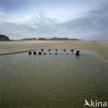 Noordzee