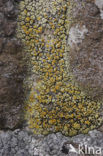 Oosterse schotelkorst (Lecanora pannonica)