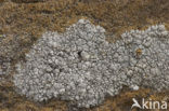 Oosterse schotelkorst (Lecanora pannonica)