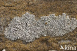 Oosterse schotelkorst (Lecanora pannonica)