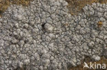 Oosterse schotelkorst (Lecanora pannonica)