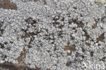 Oosterse schotelkorst (Lecanora pannonica)