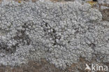 Oosterse schotelkorst (Lecanora pannonica)