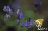 Oranjetipje (Anthocharis cardamines)