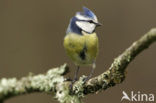 Pimpelmees (Parus caeruleus)