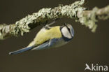 Pimpelmees (Parus caeruleus)