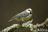 Pimpelmees (Parus caeruleus)