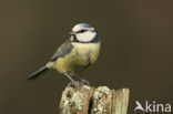 Pimpelmees (Parus caeruleus)