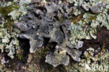 powdered moon lichen (Sticta limbata)