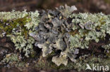 powdered moon lichen (Sticta limbata)