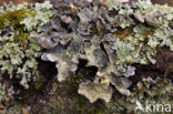 powdered moon lichen (Sticta limbata)