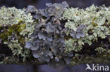 powdered moon lichen (Sticta limbata)