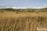 Riet (Phragmites australis)