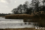 Riet (Phragmites australis)