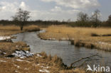 Riet (Phragmites australis)