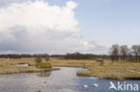 Riet (Phragmites australis)