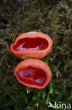 scarlet cup fungus (Sarcoscypha coccinea)