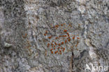 Rood boomzonnetje (Caloplaca ferruginea) 