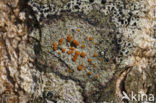 Rood boomzonnetje (Caloplaca ferruginea) 