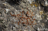 Rood dijkzonnetje (Caloplaca crenularia) 