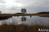 Strabrechtse Heide