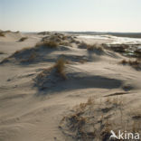 Terschelling