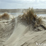 Terschelling