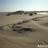 Terschelling