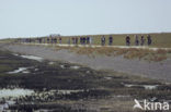 Terschelling