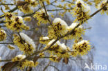 Toverhazelaar (Hamamelis mollis)