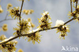 Toverhazelaar (Hamamelis mollis)