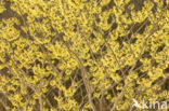 Toverhazelaar (Hamamelis mollis)