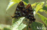 Veenbesparelmoervlinder (Boloria aquilonaris) 