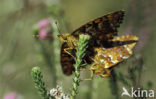 Veenbesparelmoervlinder (Boloria aquilonaris) 