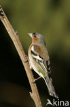 Vink (Fringilla coelebs)