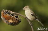 Vink (Fringilla coelebs)